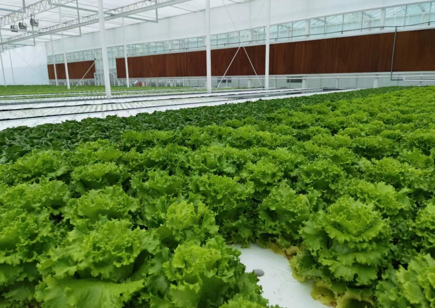 蔬菜种植指南 从选种到收获的全面解析