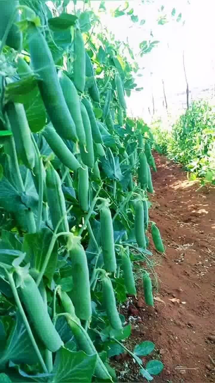 硕果累累话丰收 优质农产品的背后，是每一份耕耘的深耕厚植