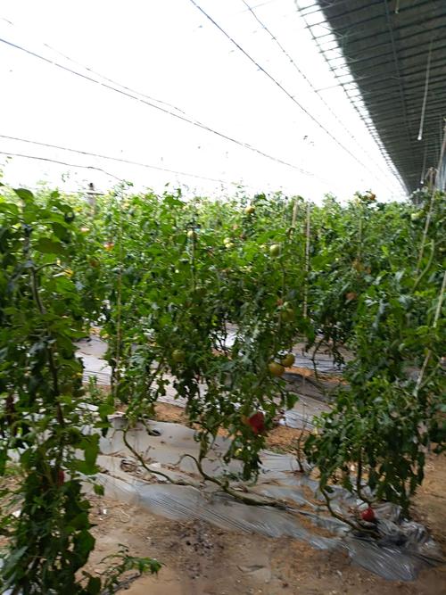 万绿蔬菜种植园采摘记 从田间到餐桌的绿色体验