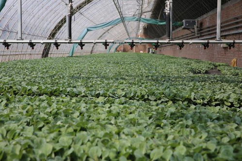 新质密码 沈阳秋实植物工厂以科技引领蔬菜种植新未来