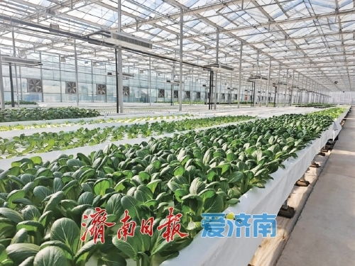 泉城沃野绘新卷 多维赋能让乡村产业旺起来