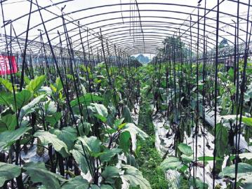 种植户实操指南 掌握蔬菜高效栽培技术，实现优质高产