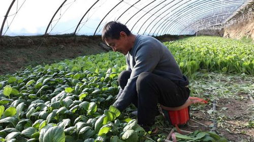 吉木萨尔县 蔬菜大棚绿意浓，产业兴旺促振兴