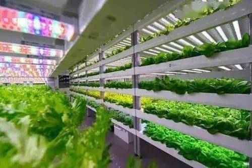 中日荷三国植物工厂最新发展案例 垂直农业与蔬菜种植的创新实践