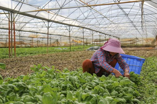 万宁签订7886余亩常年蔬菜种植协议 保障菜篮子长期稳定供给