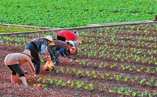 玉溪通海 冬早蔬菜种植忙 田间地头春意浓