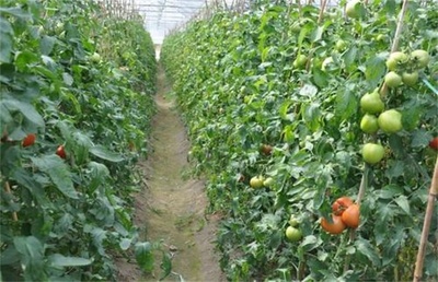 春季种植蔬菜应注意事项全指南